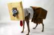 Un chien d�guis� en Bob l'�ponge