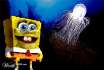 Worth1000.com : Bob et une m�duse